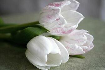 To Wallpaper Just Right Click On Pictures And Select Save