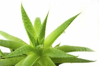 Aloe Vera Photo Pictures Image HD Wallpaper