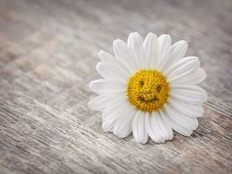 Smiling Daisy HD Wallpaper To Your Mobile Phone Or Tablet