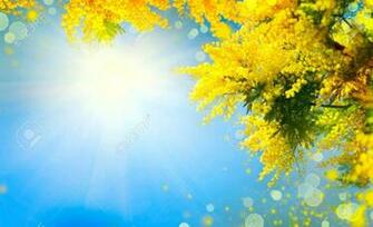 Mimosa Spring Flowers Easter Background Blooming Tree