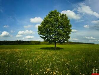 Alone Tree In Green Field HD Wallpaper E Entertainment
