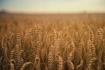 Rye Field Ears Of Corn Ripe HD Wallpaper
