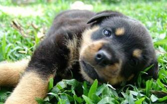 Wallpaper Animal Dog Rottweiler Puppy