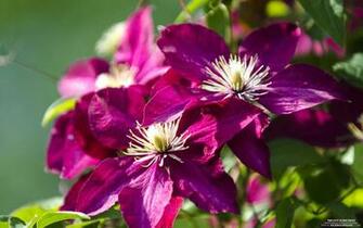 Clematis Wallpaper Background Kicking Designs
