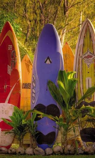 Surfing Nice Live Wallpaper Bring The Excitement Of Flight And Awesome