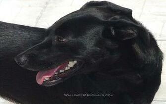 Black Lab Wallpaper