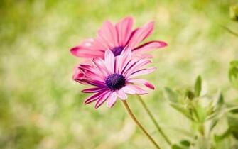 Summer Flowers Wallpaper HD Background