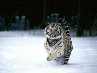 White Tiger Wallpaper HD