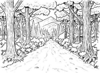 Rainforest Coloring S