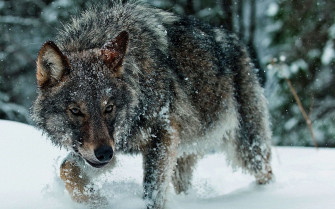 Majestic Wolf In Snow Wallpaper