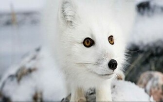 Beautiful Wallpaper For Desktop Arctic Fox HD