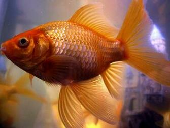 Goldfish Wallpaper