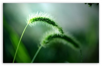 Plants HD Wallpaper