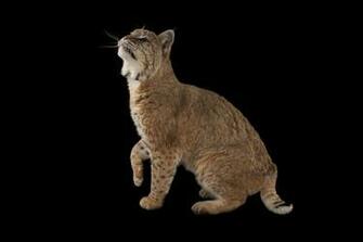 Bobcat Wallpaper Background