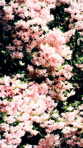Flowers iPhone Wallpaper