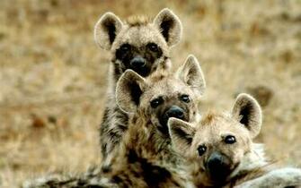 Hyenas Picha HD Karatasi La Kupamba Ukuta And Background