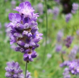 Lavender Flower Wallpaper HD