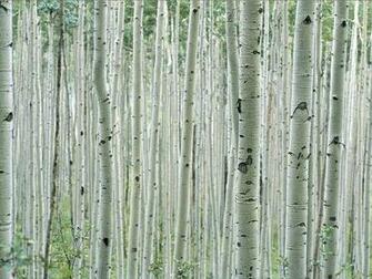 Tree Pattern Photos Trees Wallpaper Gallery National Geographic