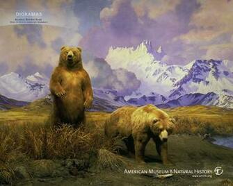 Bear Wallpaper Bears