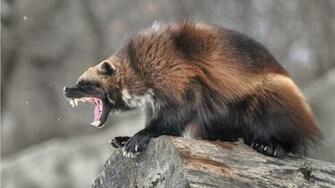 Wolverine Roar HD Wallpaper IHD
