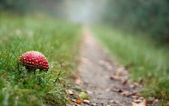 Red Mushroom Macro Wallpaper Stock Photos