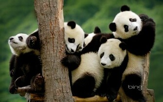 Baby Panda HD Desktop Wallpaper