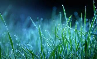 Wallpaper Nature Grass Dew Drop Blue Macro