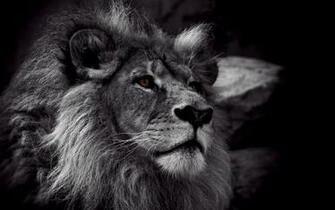 Black And White Lion Desktop Wallpaper