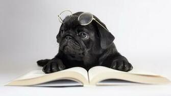 Pug Wallpaper Desktop Background In HD Widescreen