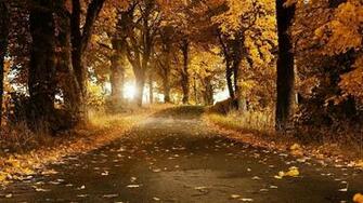 3d Fall Wallpaper