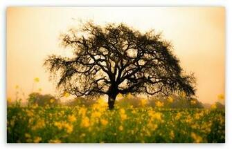 Spring Field HD Wallpaper For Standard Fullscreen Uxga Xga