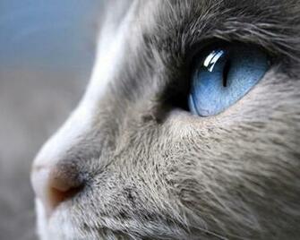 Cat Eyes Wallpaper Blue Yellow Green Red Cats