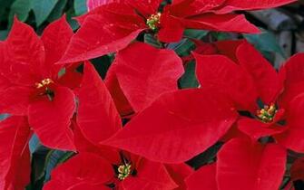 Poinsettias Wallpaper