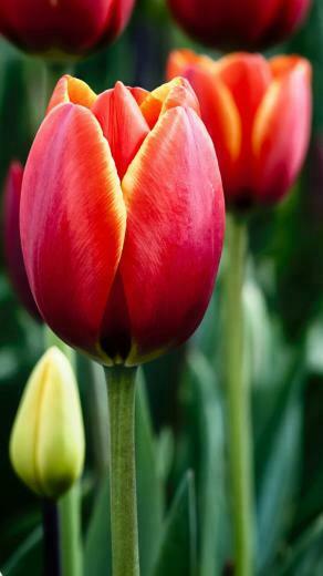 Tulips In Bloom iPhone Wallpaper HD