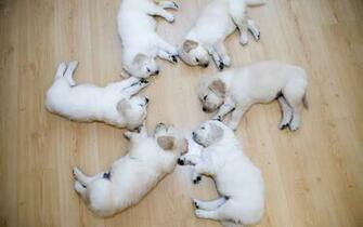 Edge Of The Plank Cute Animals A Retrospective Cutest Baby