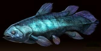 Wallpaper Fish Underwater Ancient Animals Coelacanth