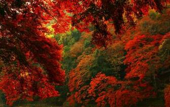 Autumn Forest Wallpaper For Desktop Net