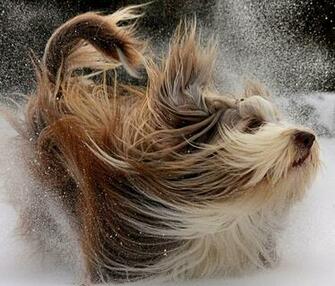 Dog Wallpaper Claws Cute Image Desktop Fidelity