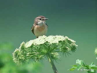 Beautiful Birds Wallpaper