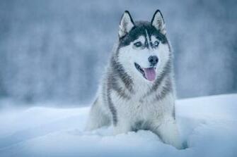 Siberian Husky Pictures HD Image Stock