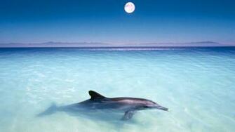 Dolphin Wallpaper Best