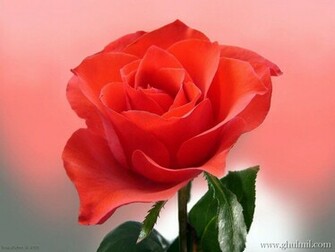 Red Rose Love Wallpaper E Entertainment