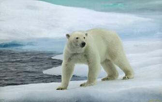 Polar Bear Computer Wallpaper Desktop Background Id