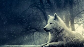 Awesome HD Wallpaper Of Wolf Best Desktop Background