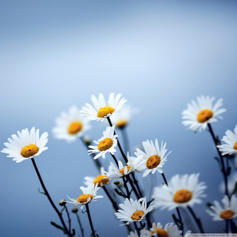 Paling Populer Wallpaper Flower Simple