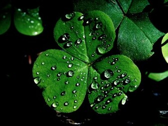 History Of The Shamrock Irish St Patrick S Day