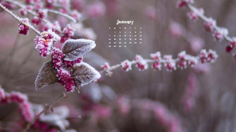 January Wallpaper Bies For Desktop Phones