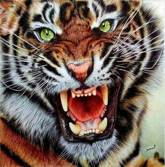 Desktop HD Wallpaper S Angry Tiger