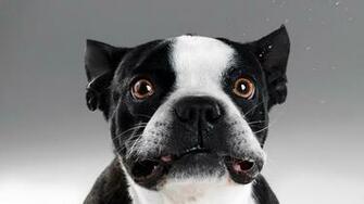 French Bulldog Photo And Wallpaper Beautiful Funny