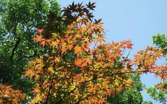 Japanese Maple Wallpaper